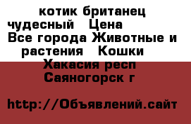 котик британец чудесный › Цена ­ 12 000 - Все города Животные и растения » Кошки   . Хакасия респ.,Саяногорск г.